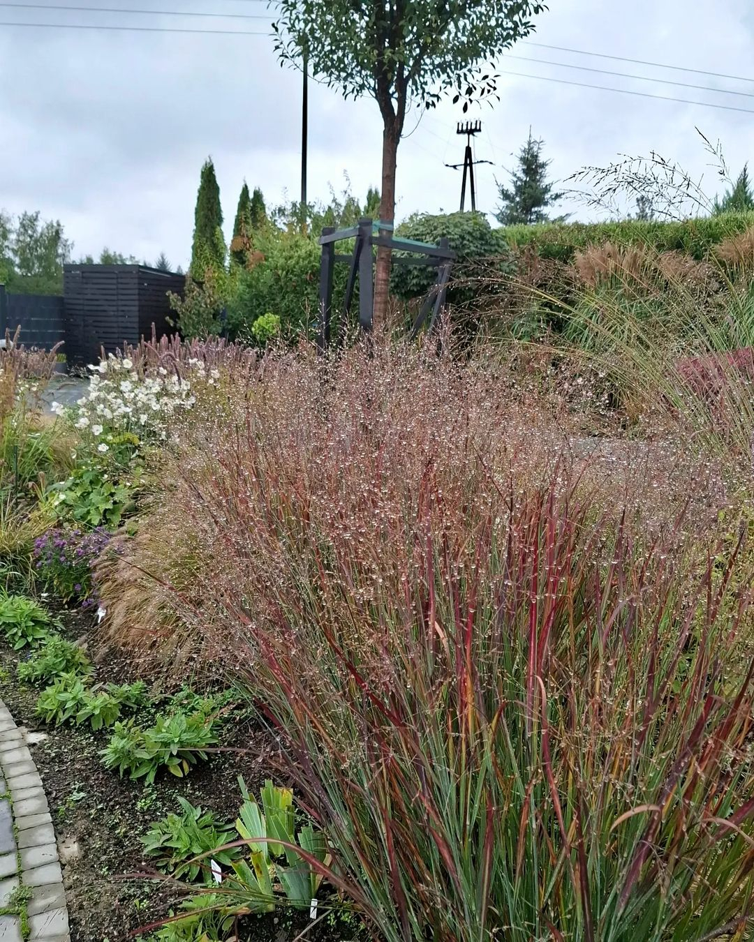 Ornamental grasses