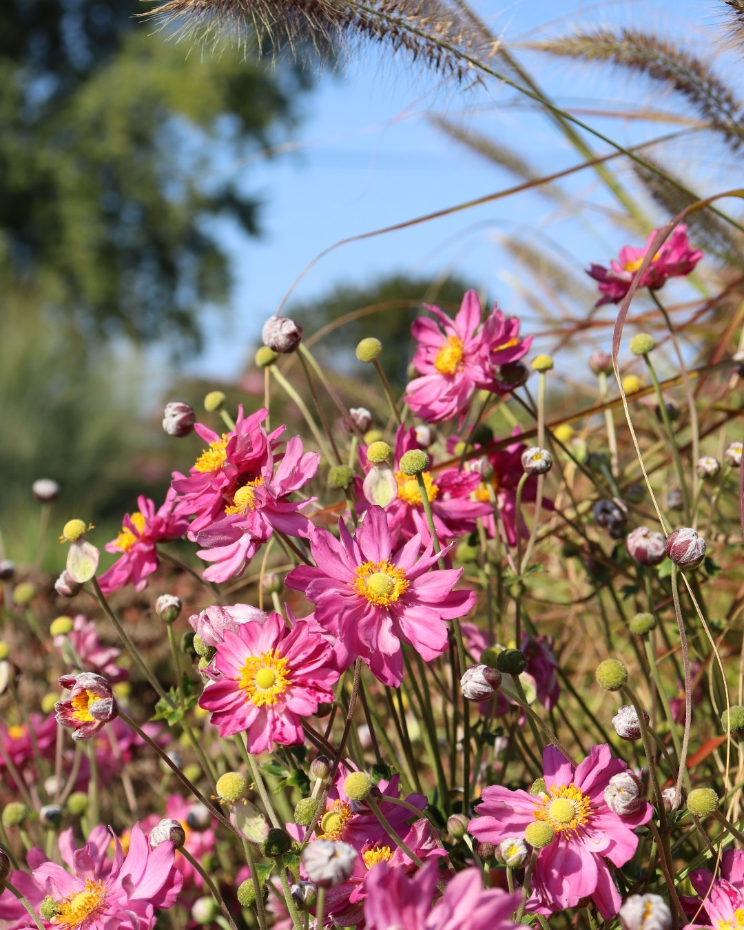 Pink Japanese anemone