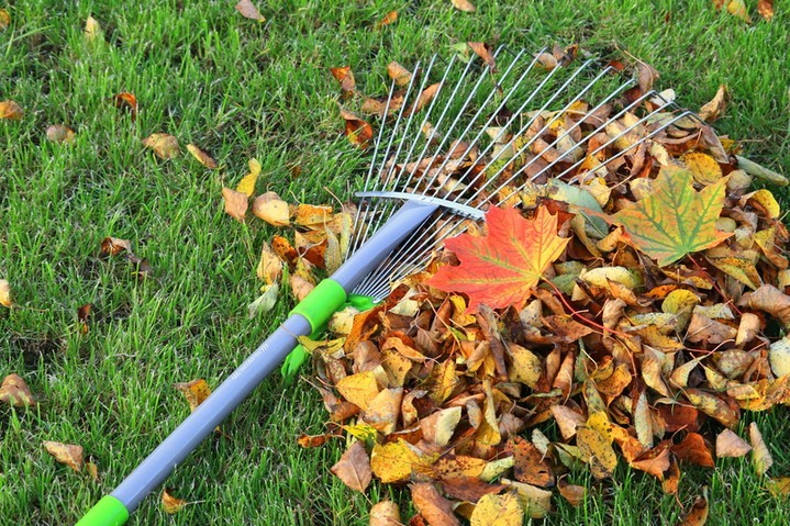 Raking fall leaves