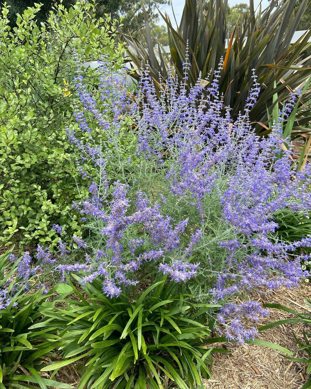 Russian sage