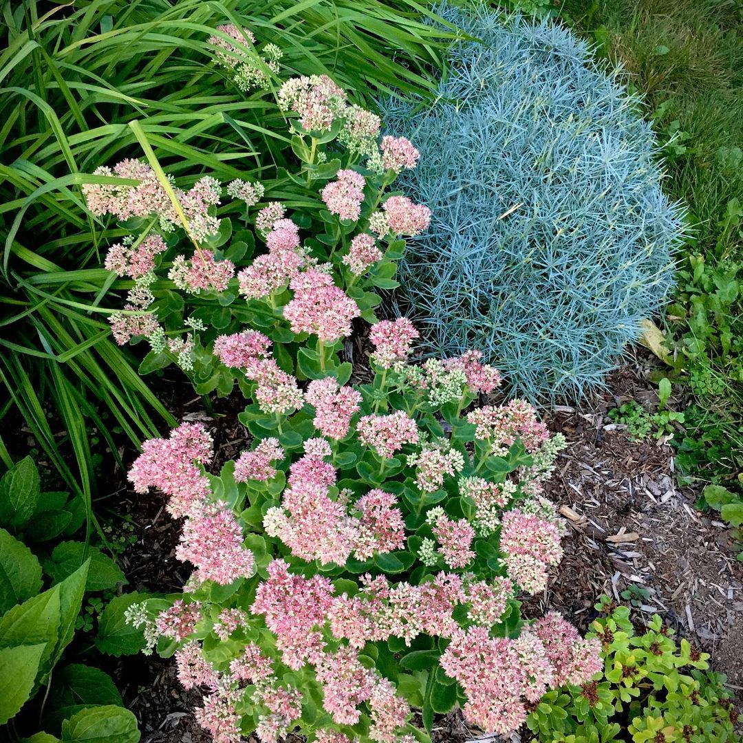 Sedum