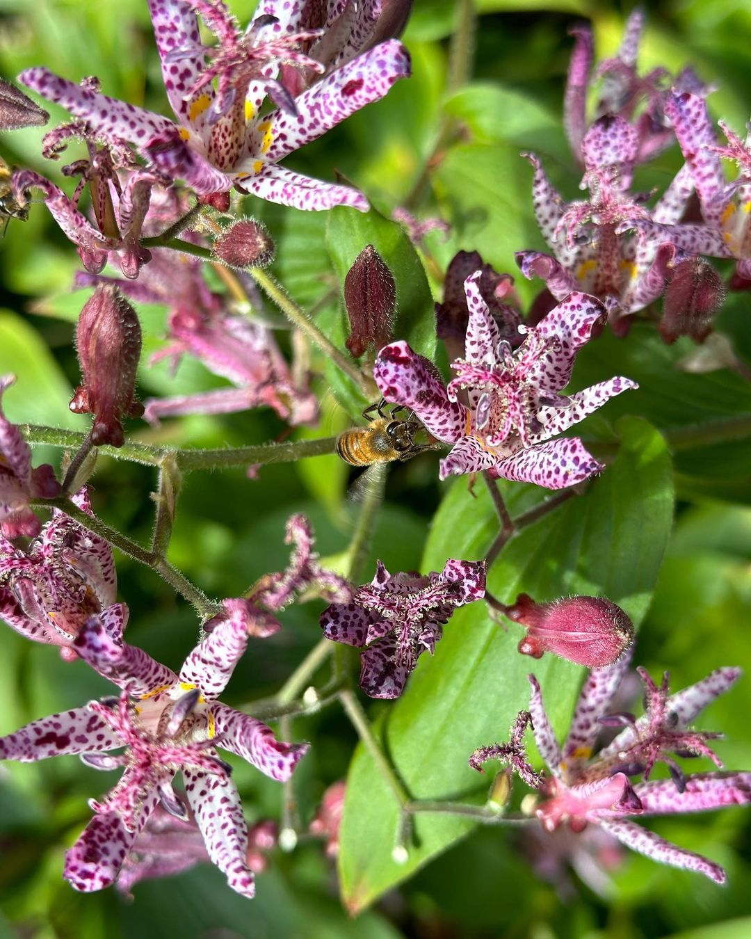 Toad lily