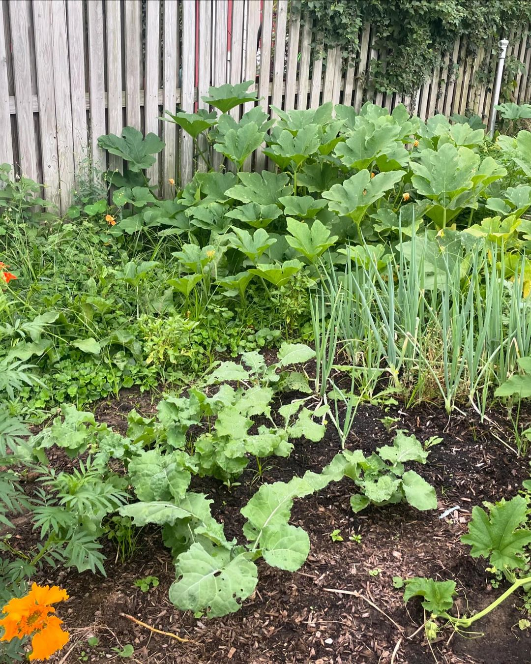 Vegetable garden