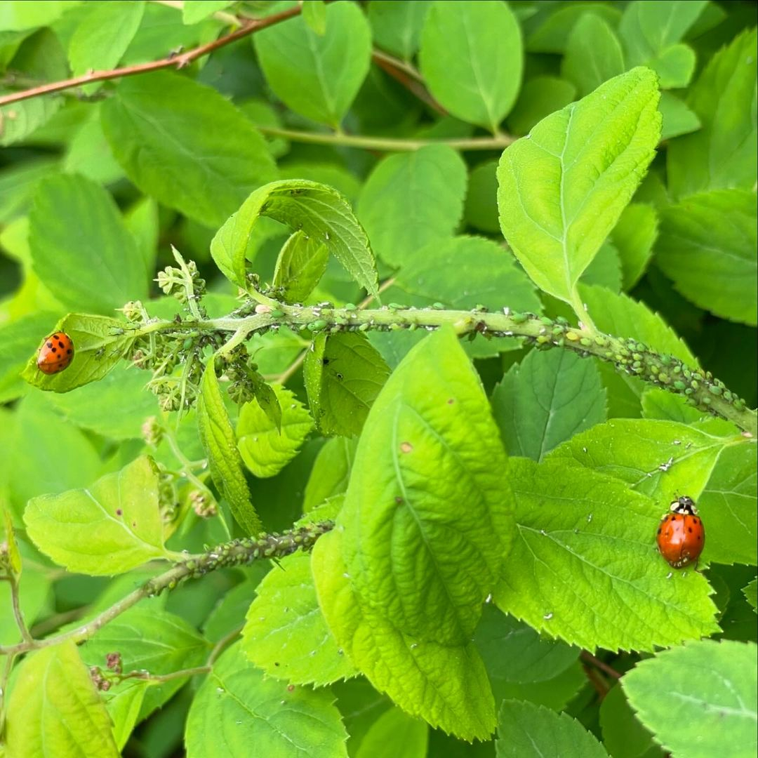 Beneficial insects