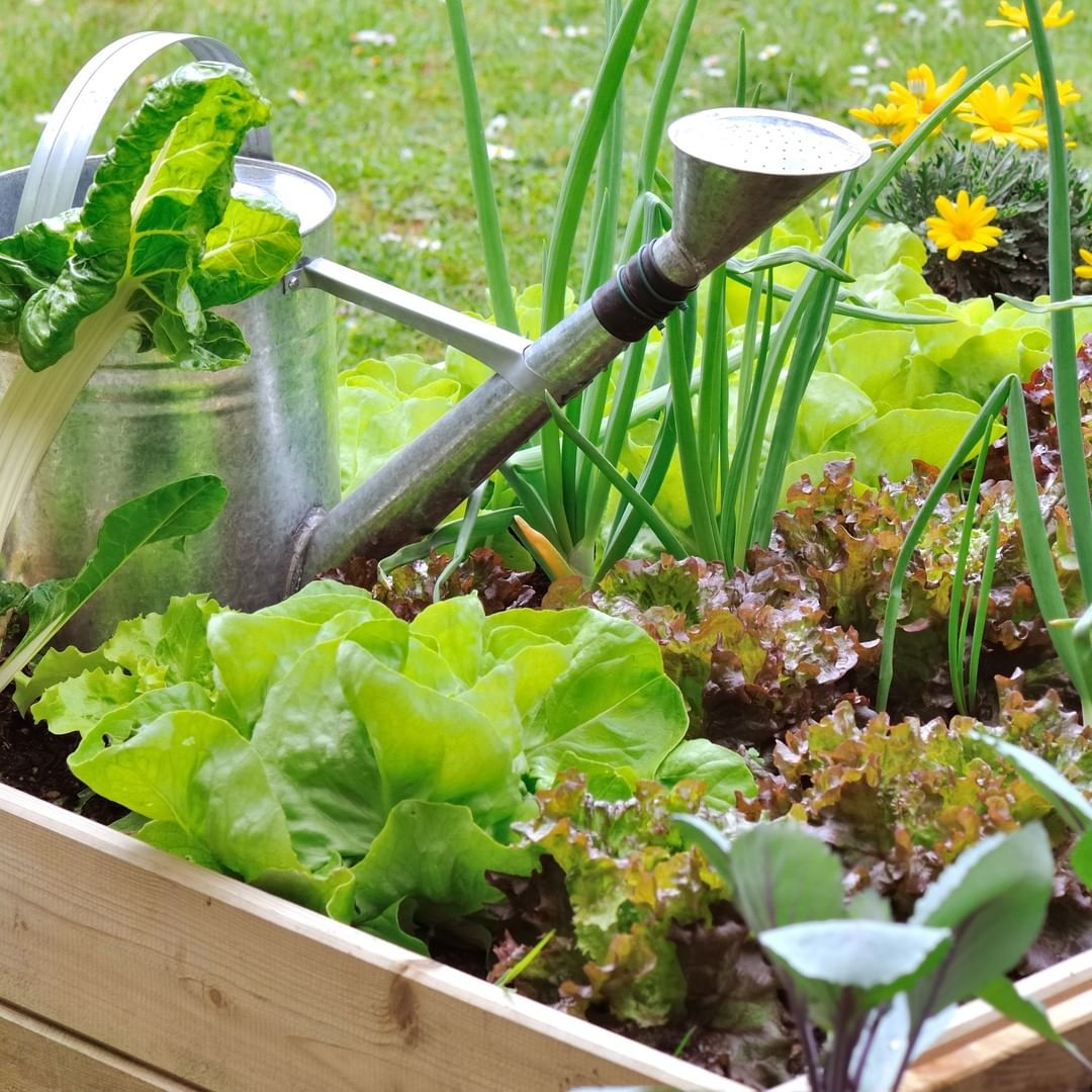 Companion plants