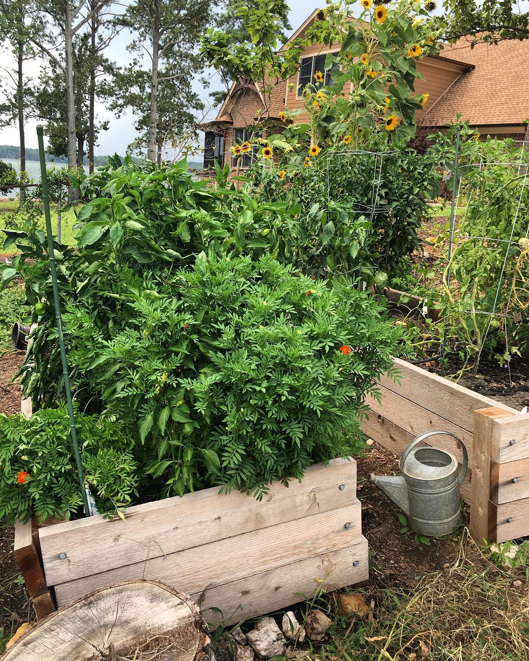 Crop rotation