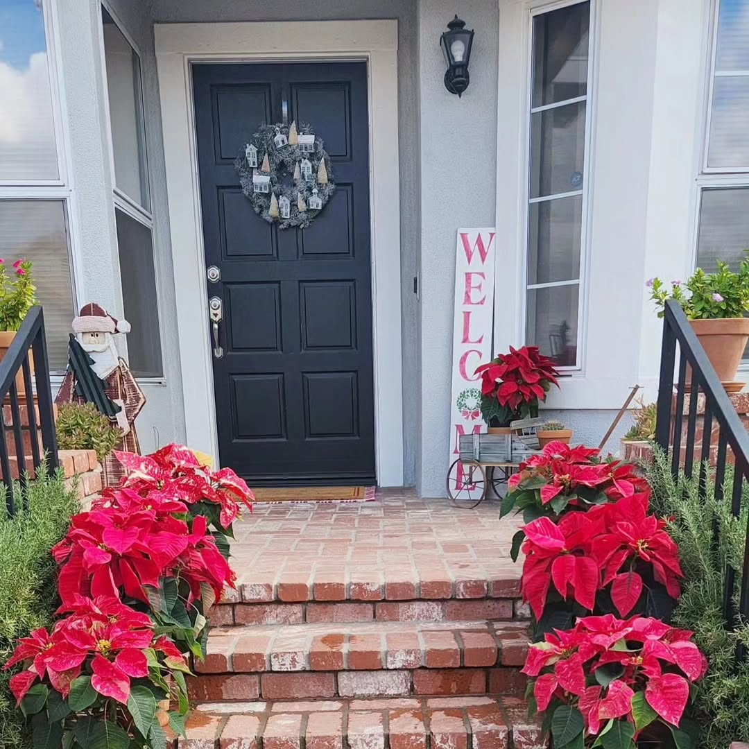 Poinsettias