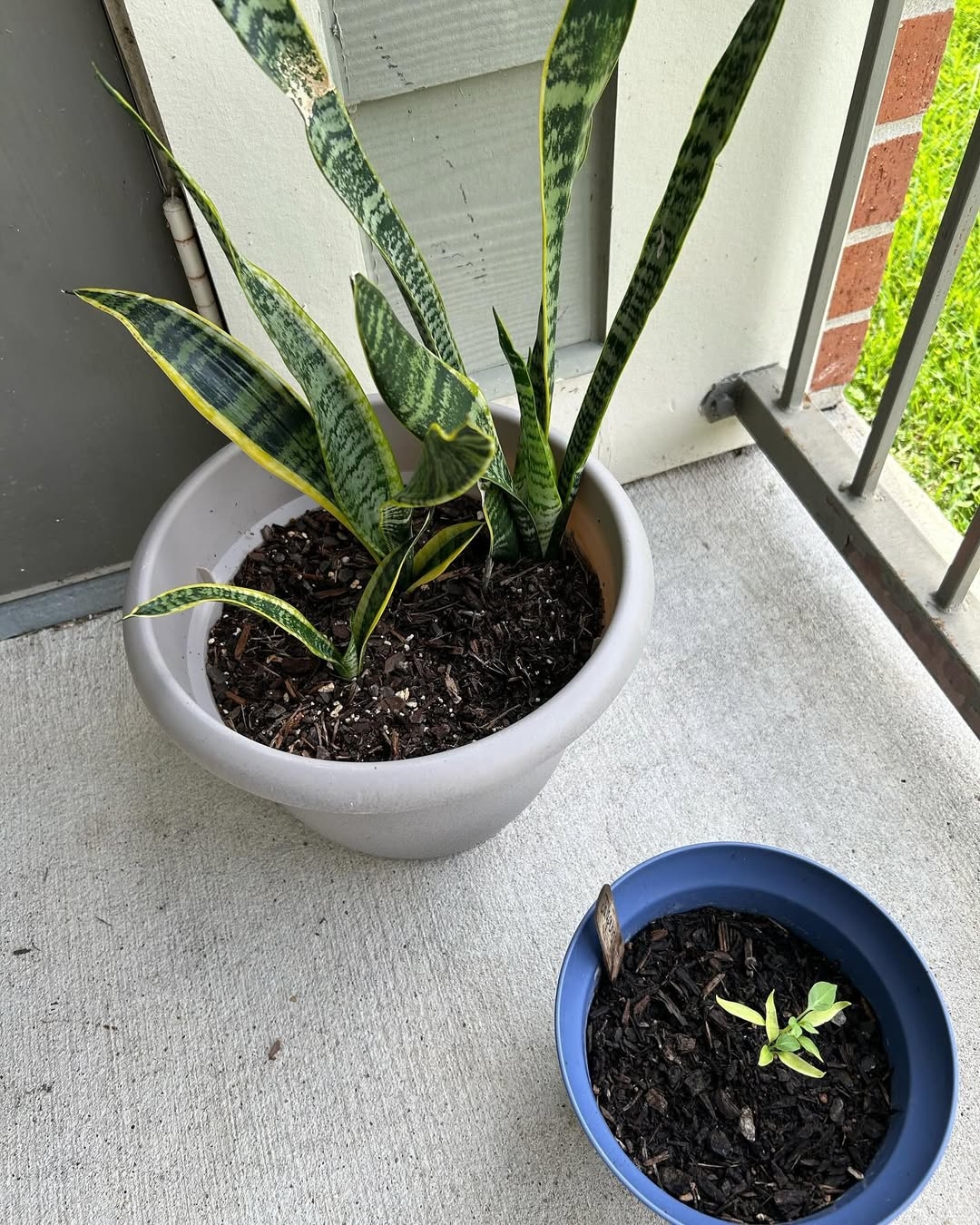 Snake plant