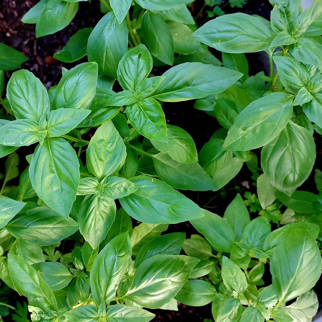 Basil