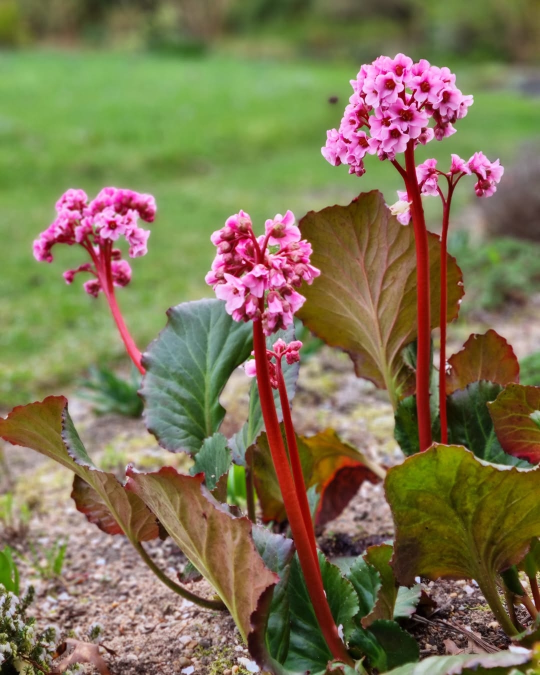 Bergenia