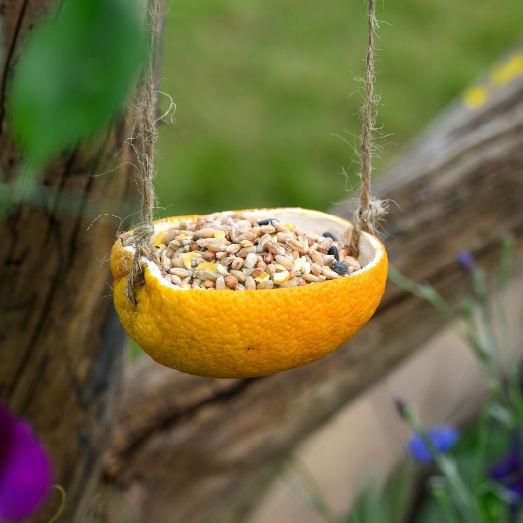 Bird feeder