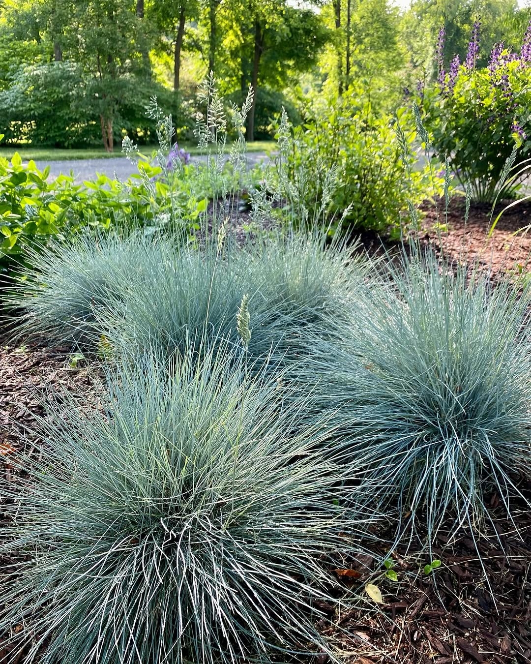 Blue fescue