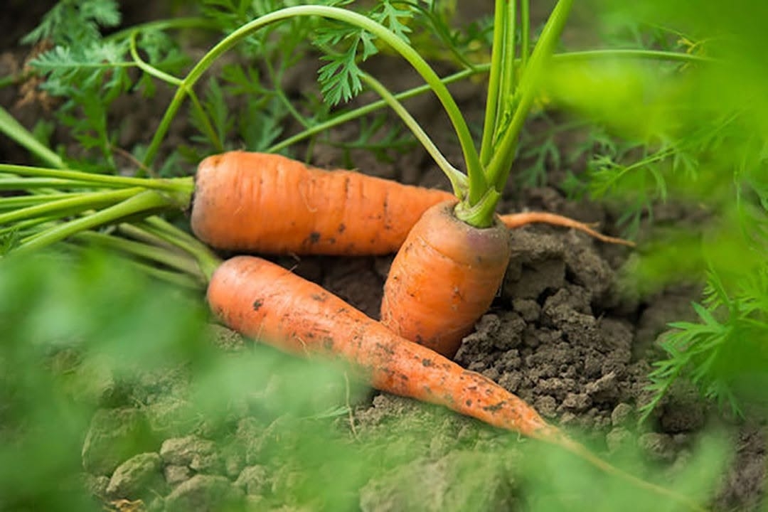 Carrots