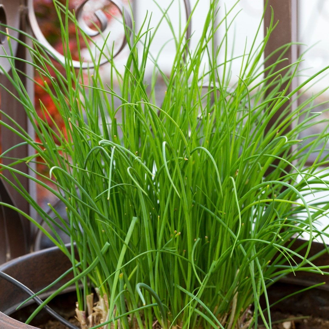 Chives