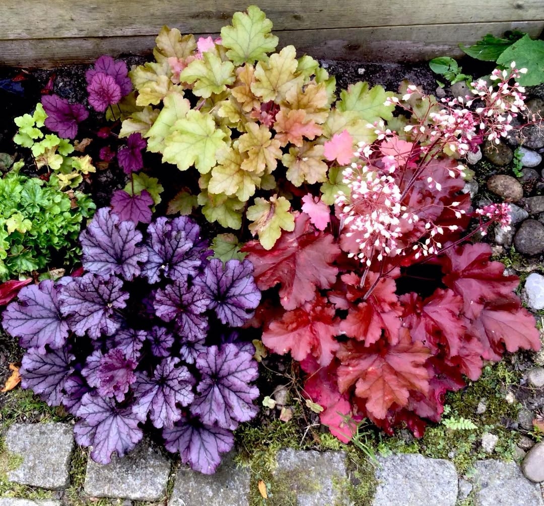 Coral bells