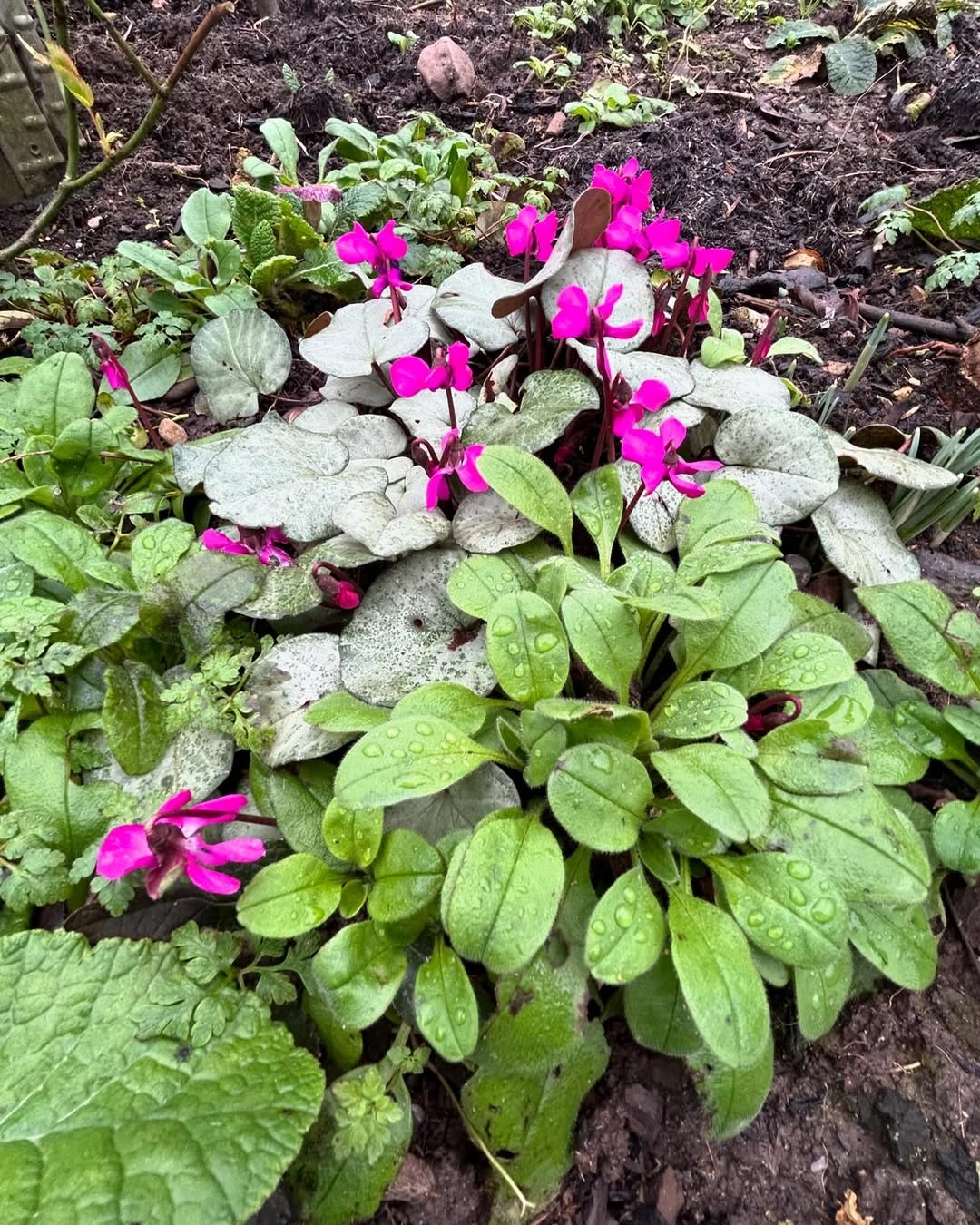 Cyclamen