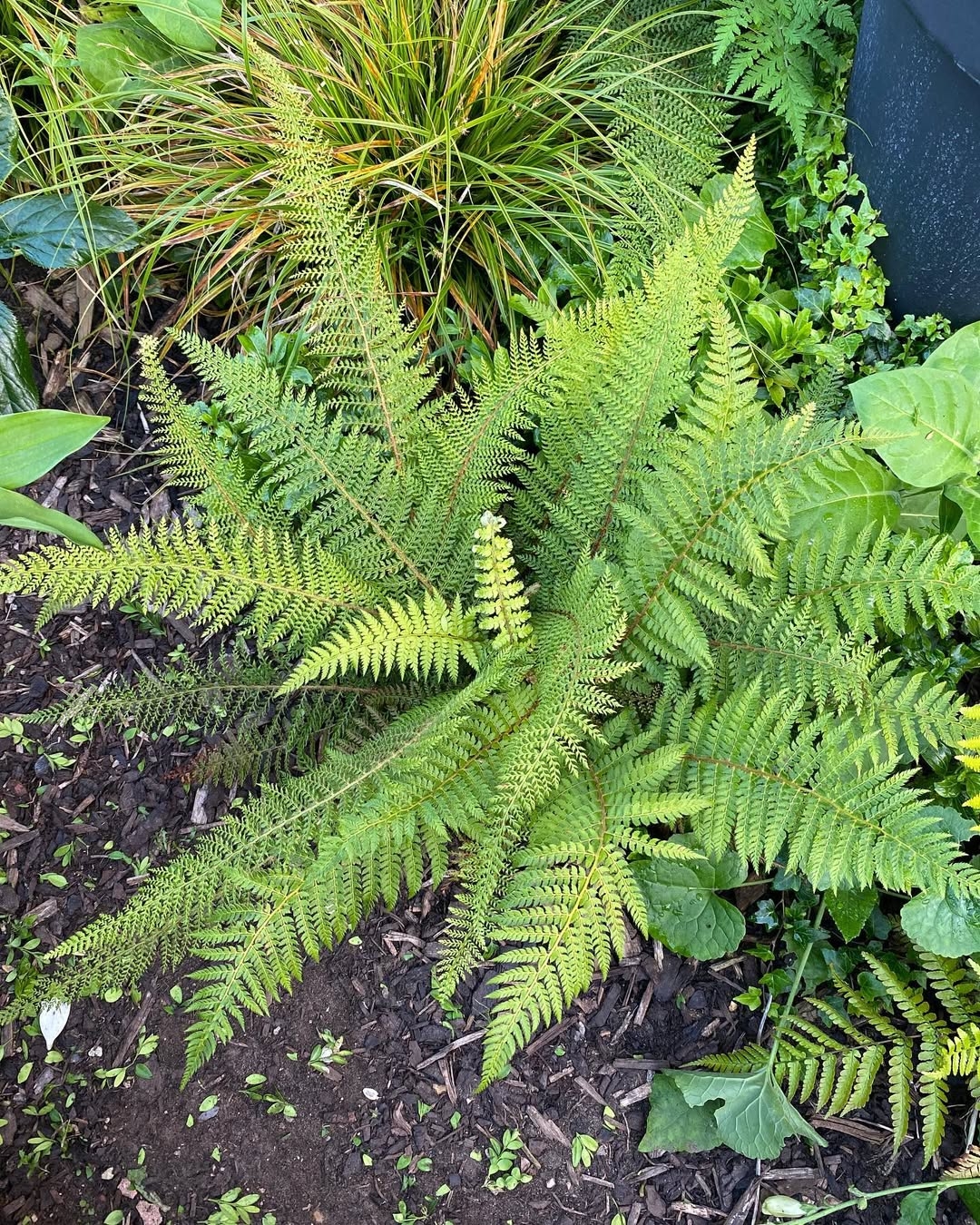 Evergreen ferns
