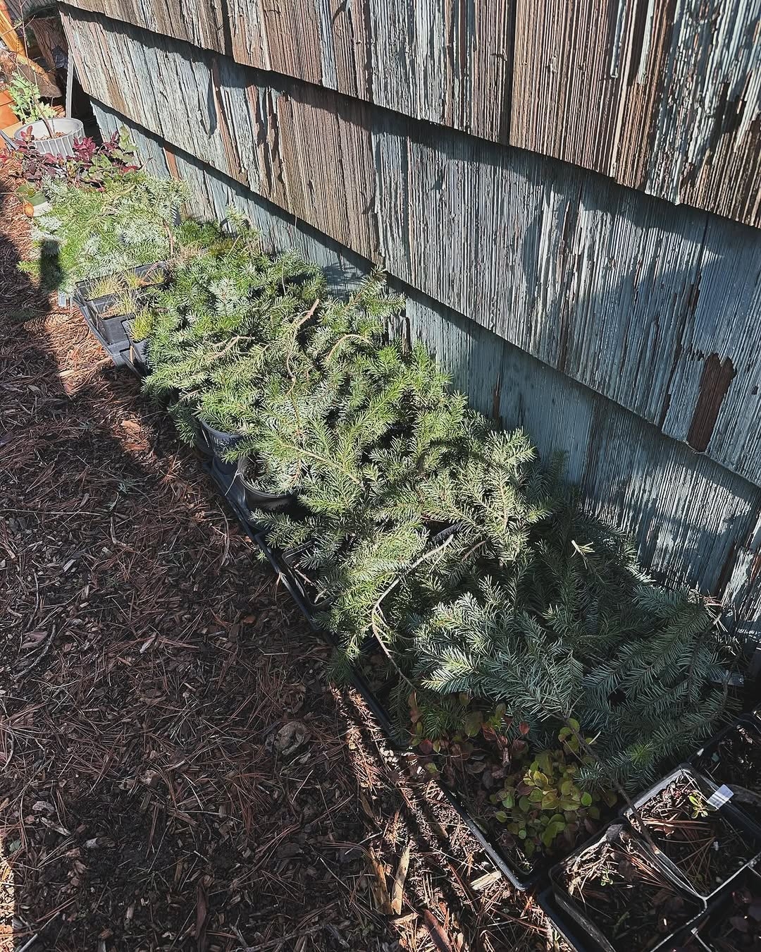 Evergreens