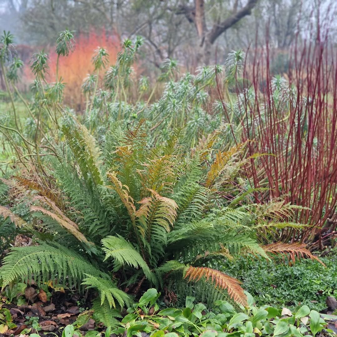 Ferns and grasses