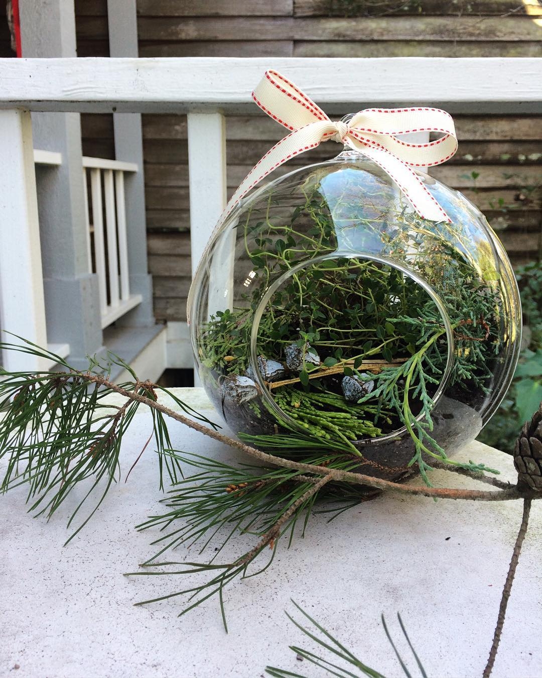 Herb terrarium