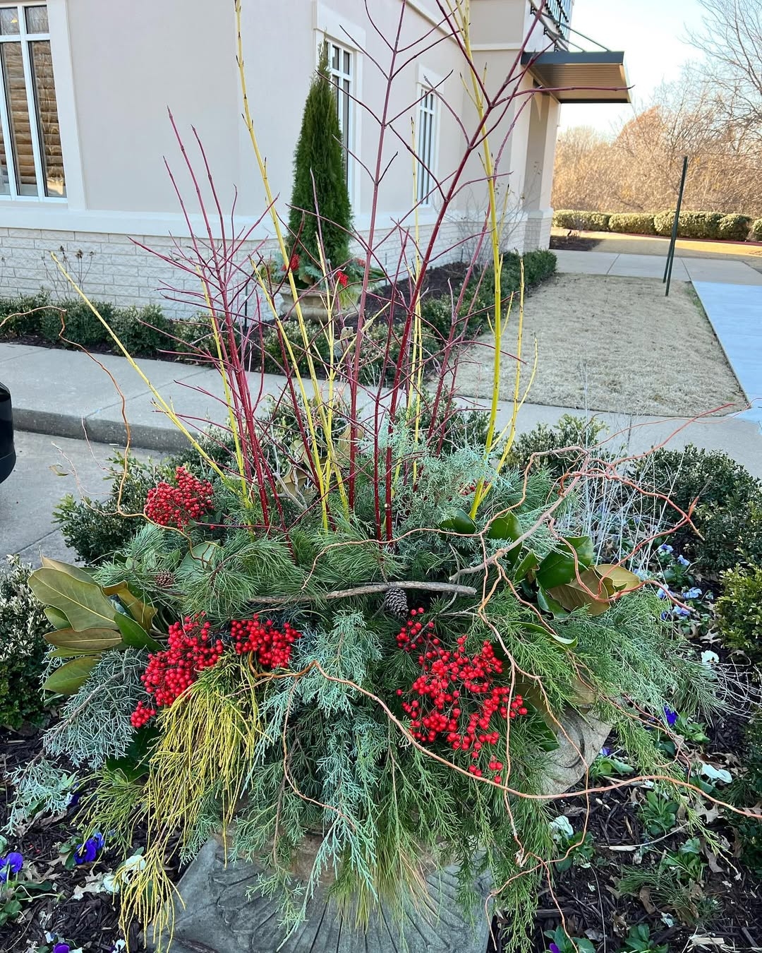 Holly berries