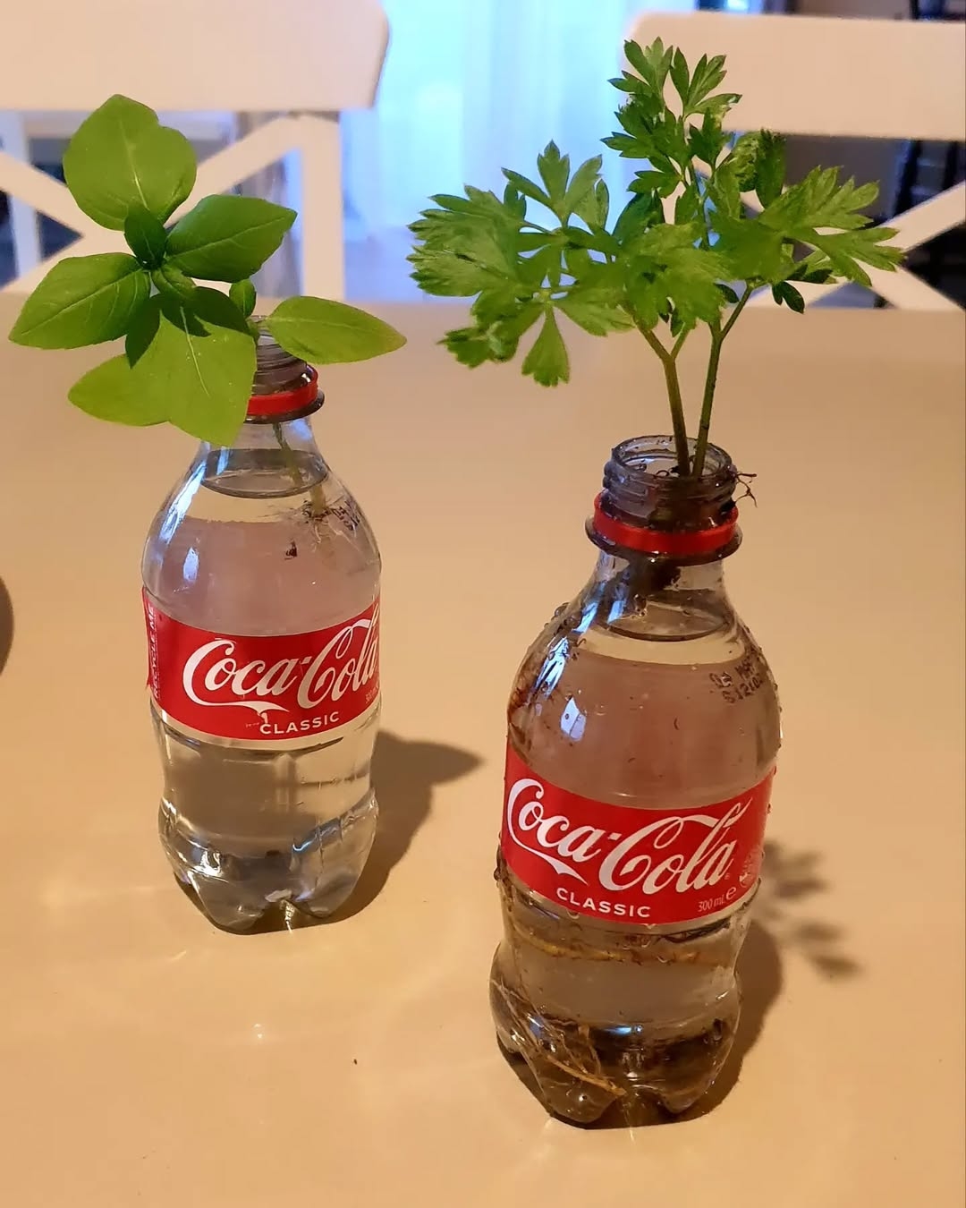 Hydroponic herb garden