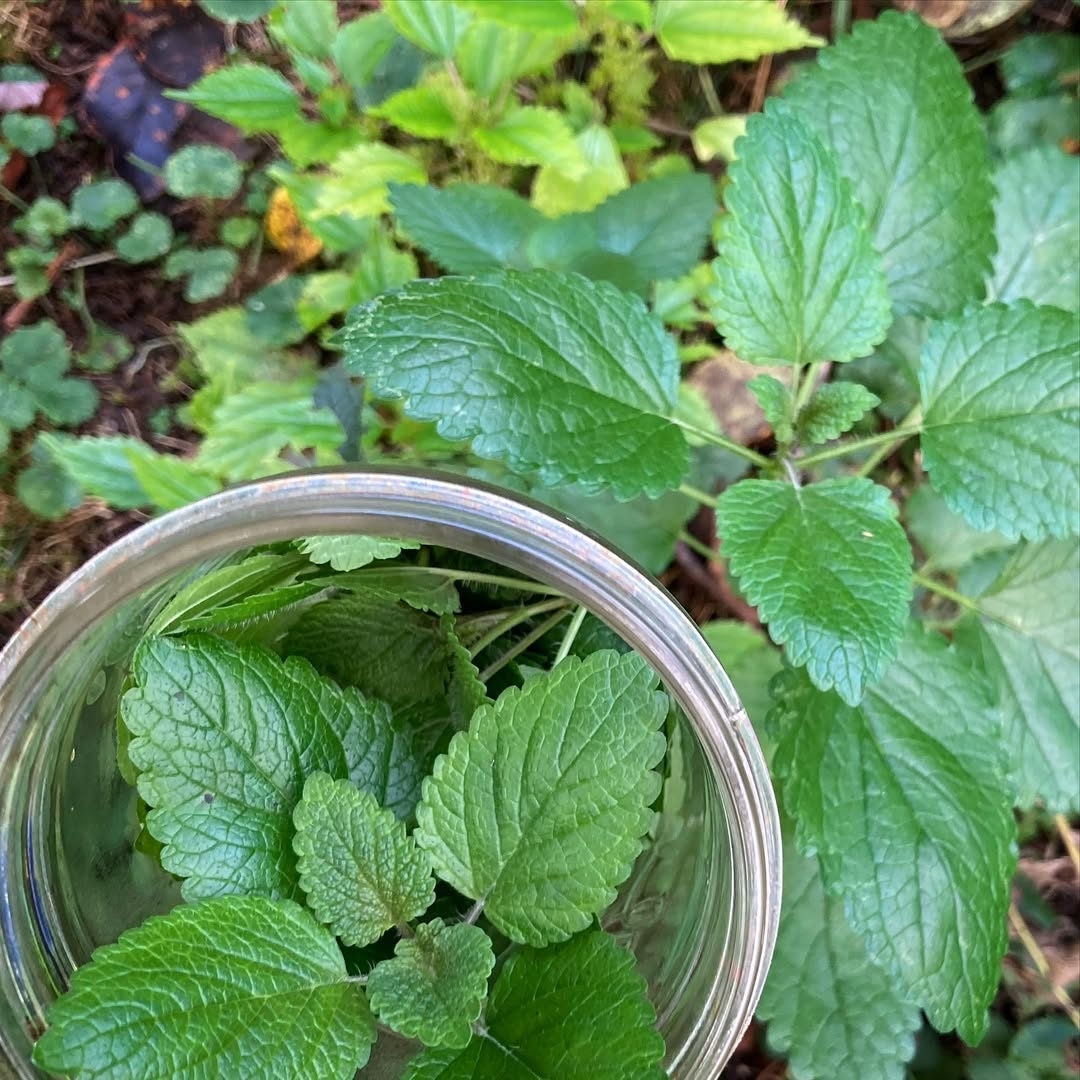 Lemon balm