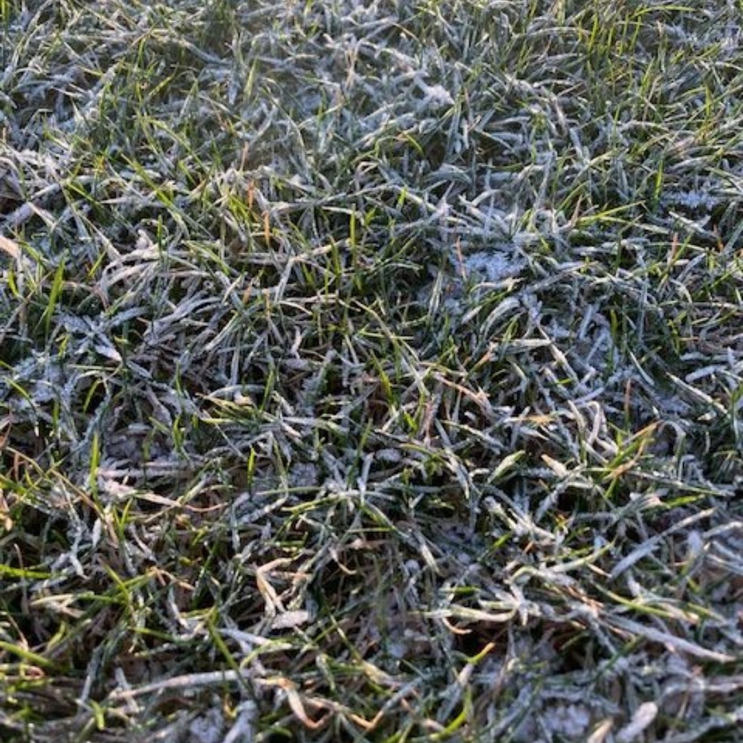 Managing frost damage