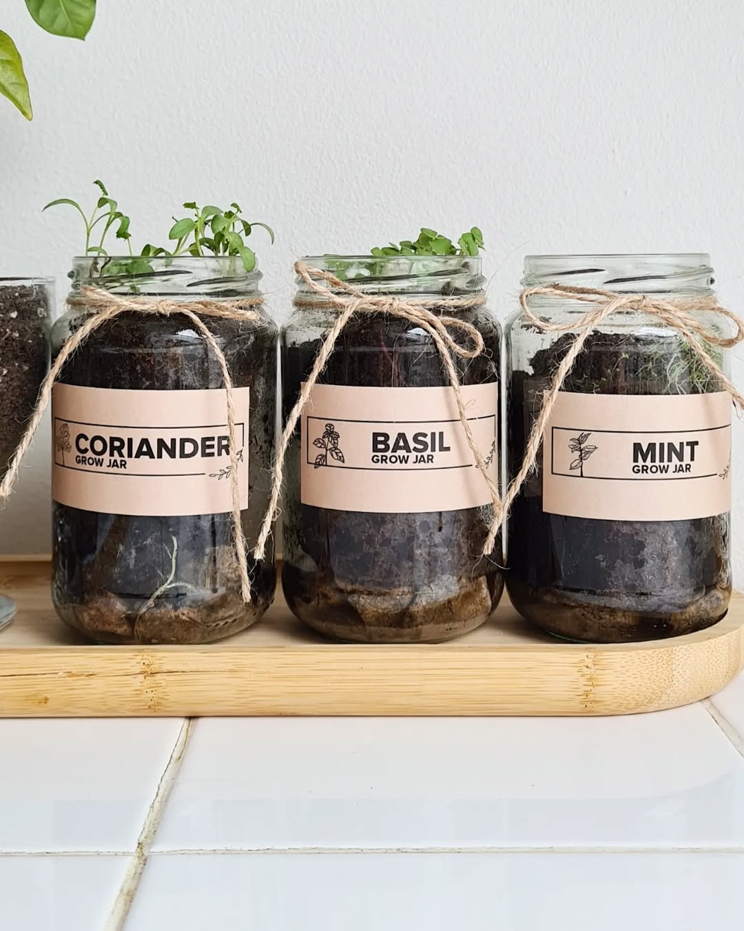 Mason jar herb garden