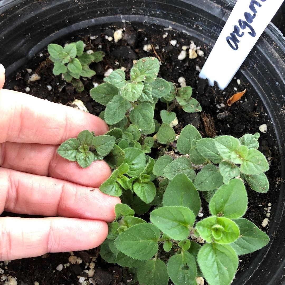 Oregano