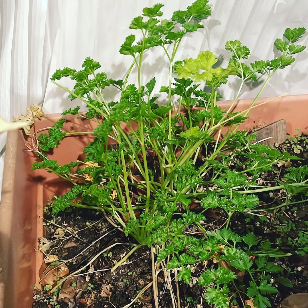 Parsley