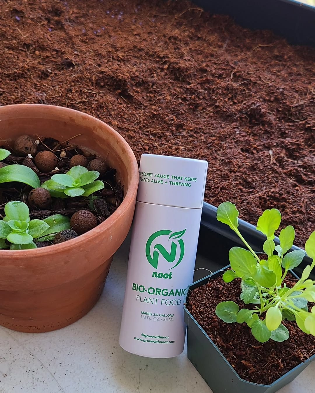 Plant food