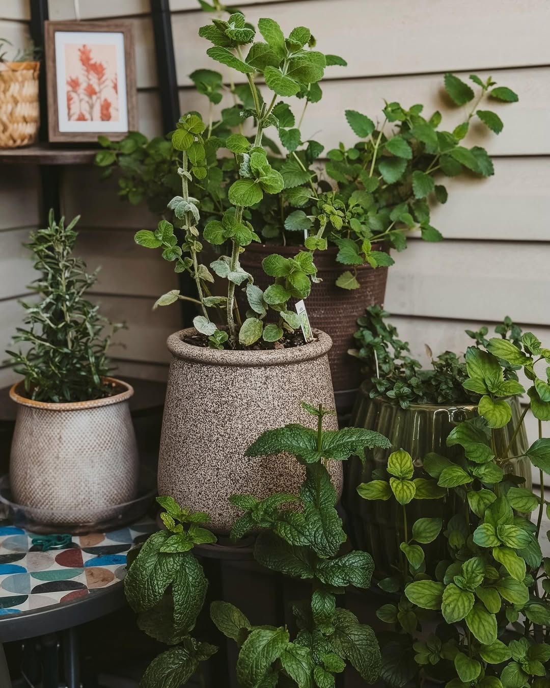 Potted herb garden
