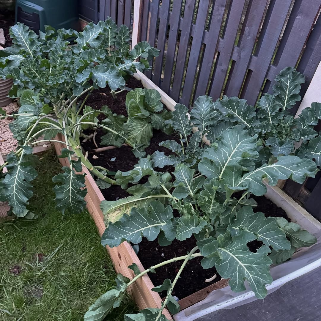 Raised bed