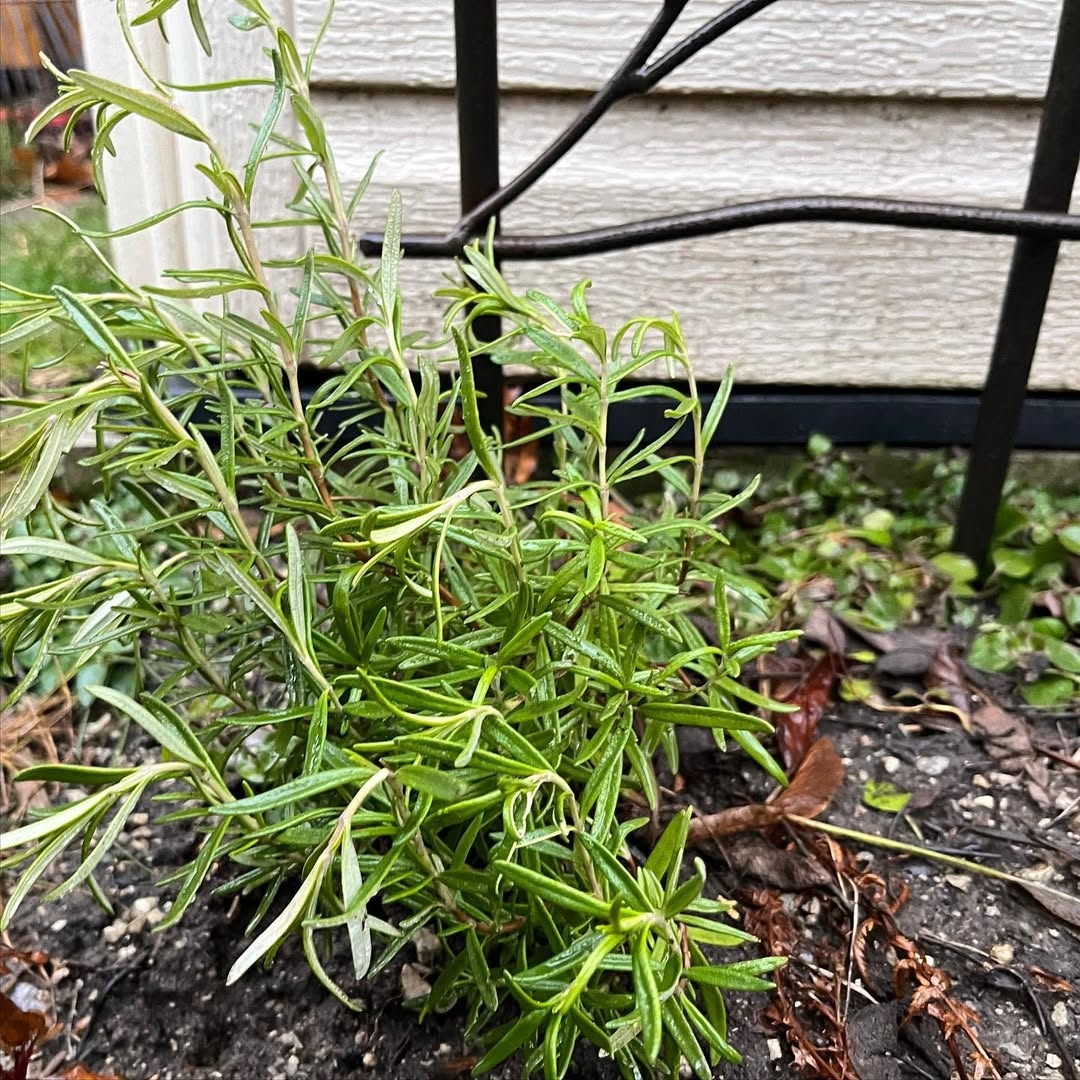 Rosemary