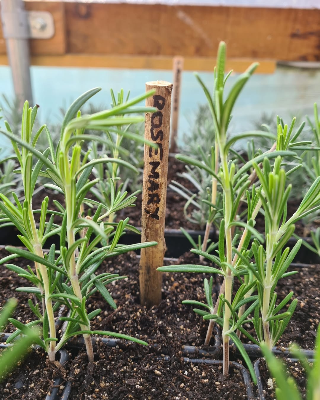 Rosemary