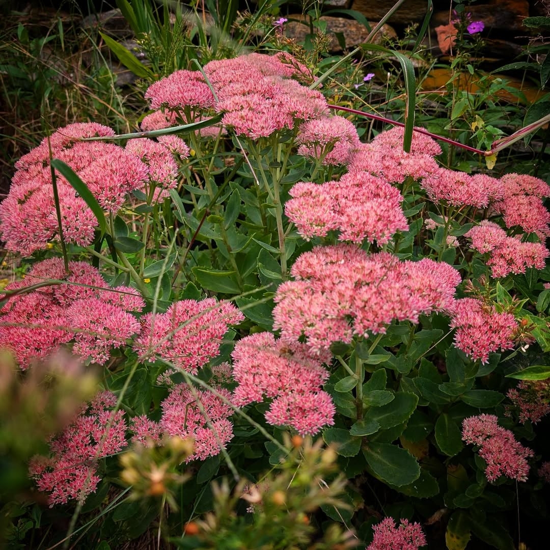 Sedum