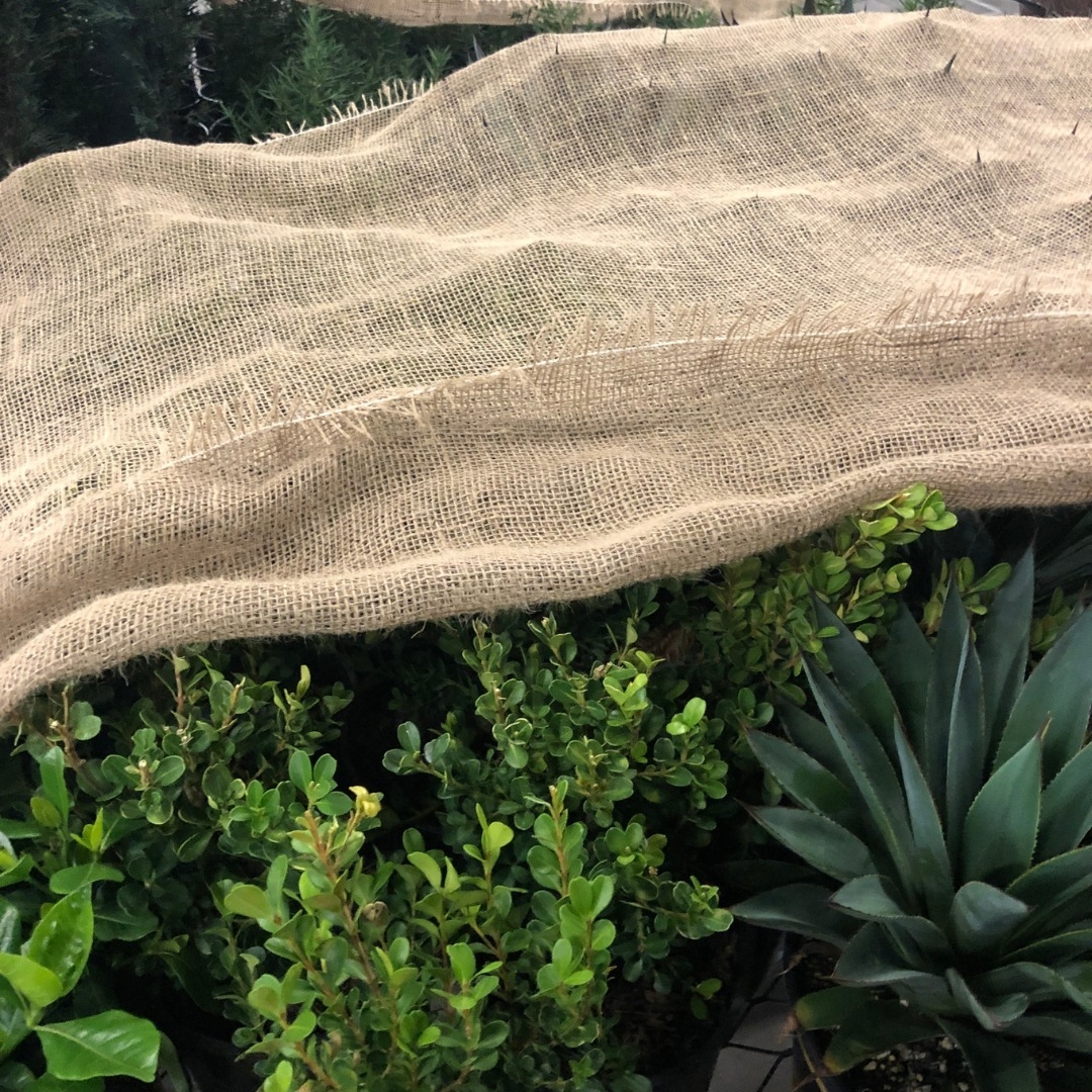 Shrub protection