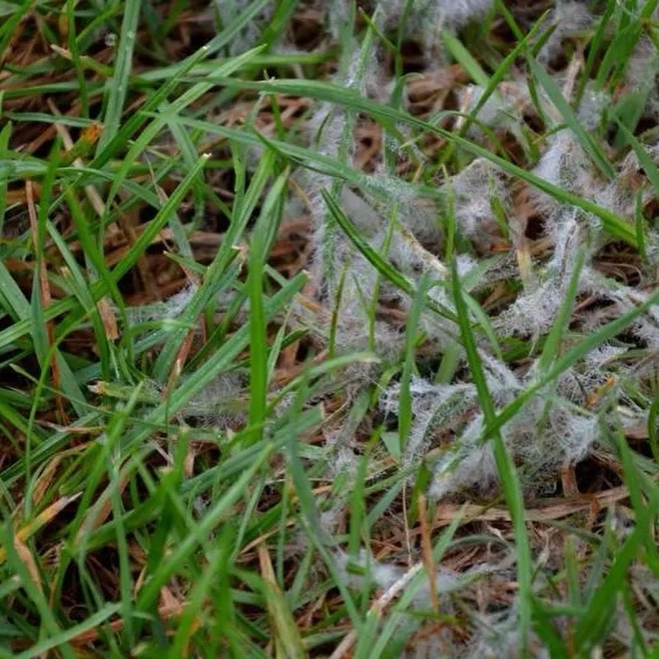 Snow mold
