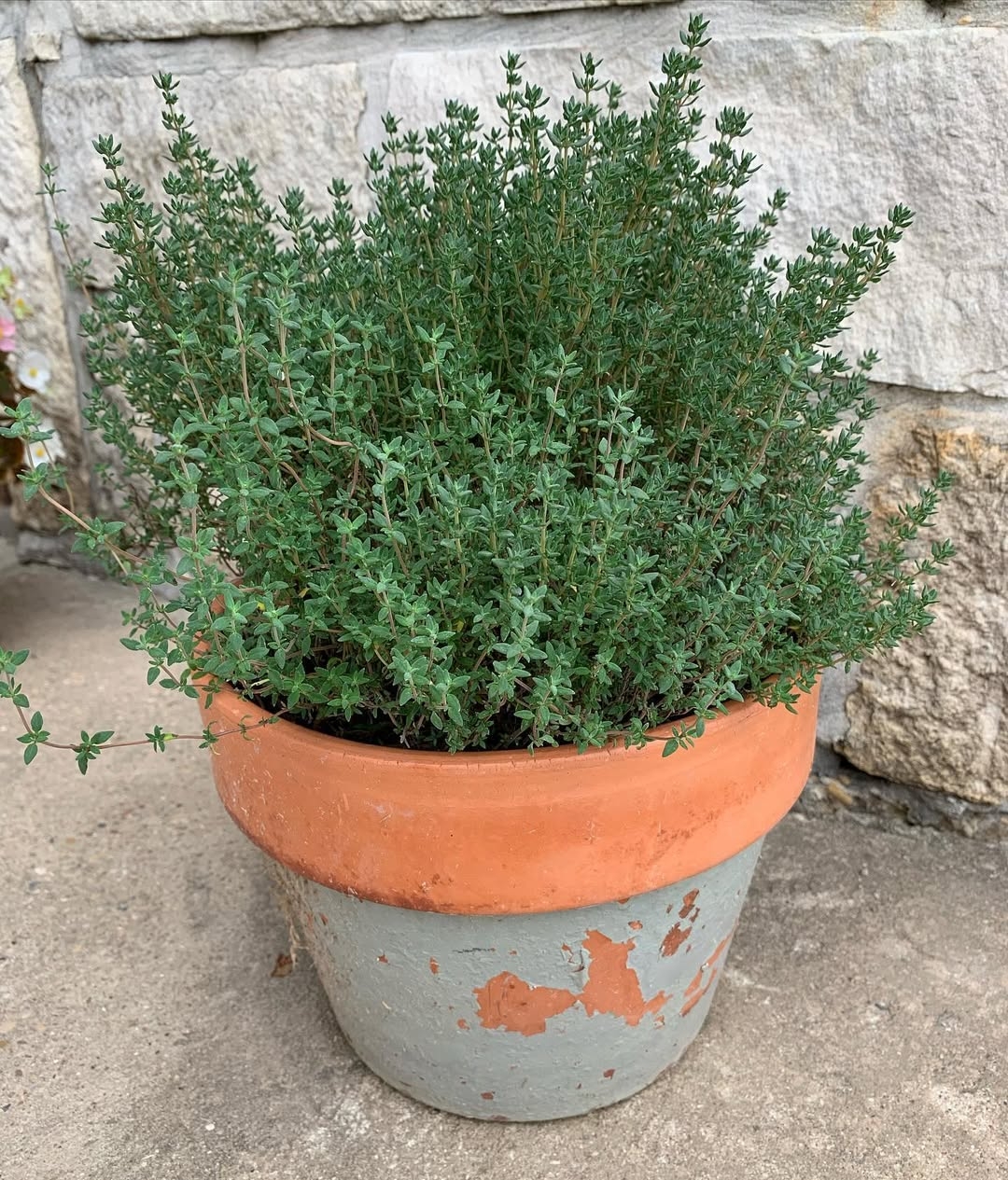 Thyme