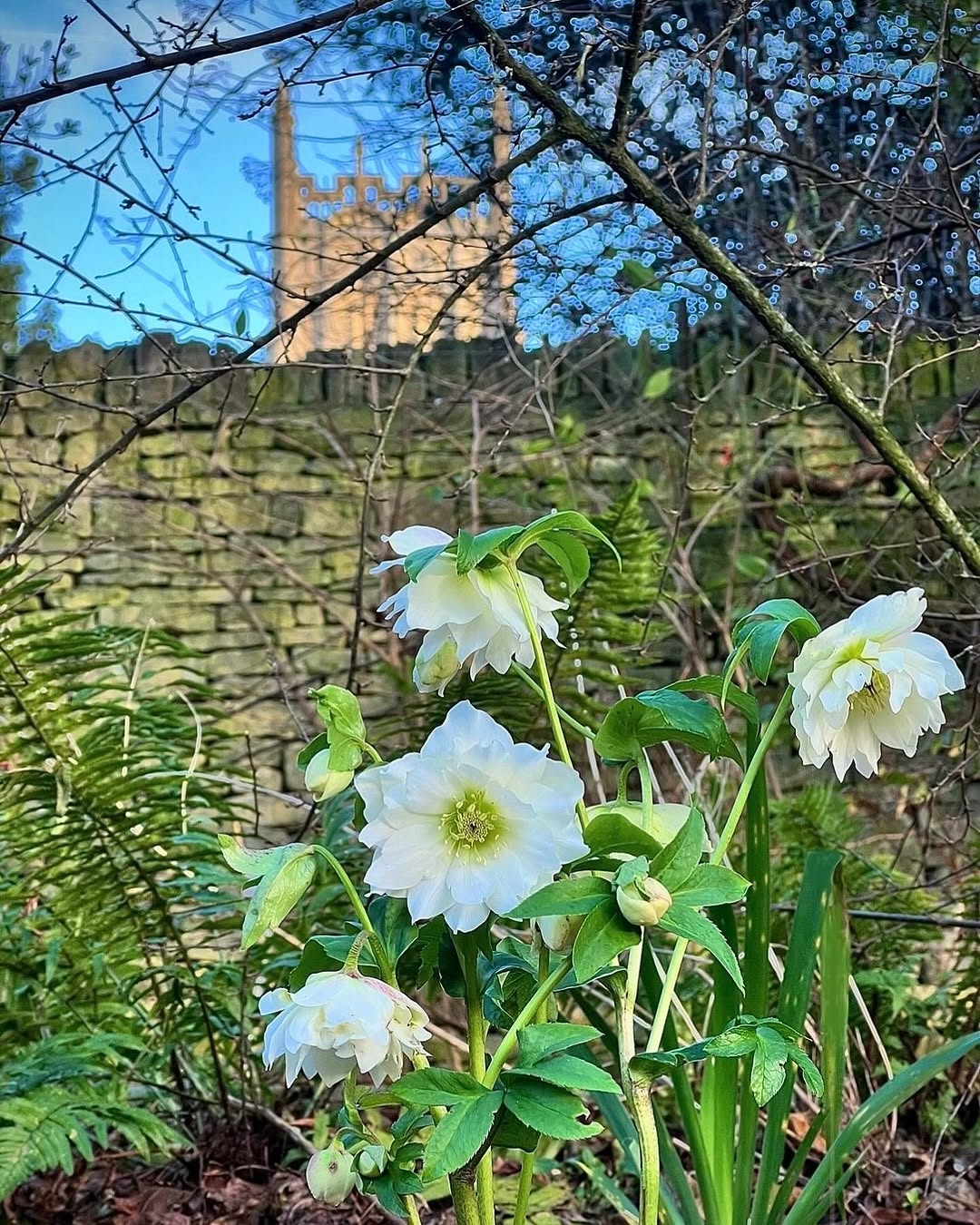White hellebores