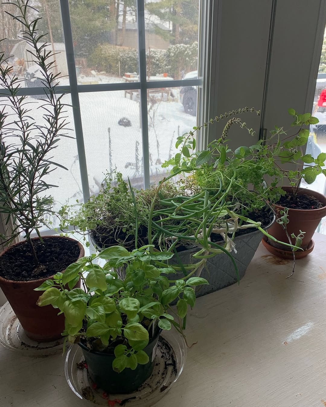 Windowsill herb garden
