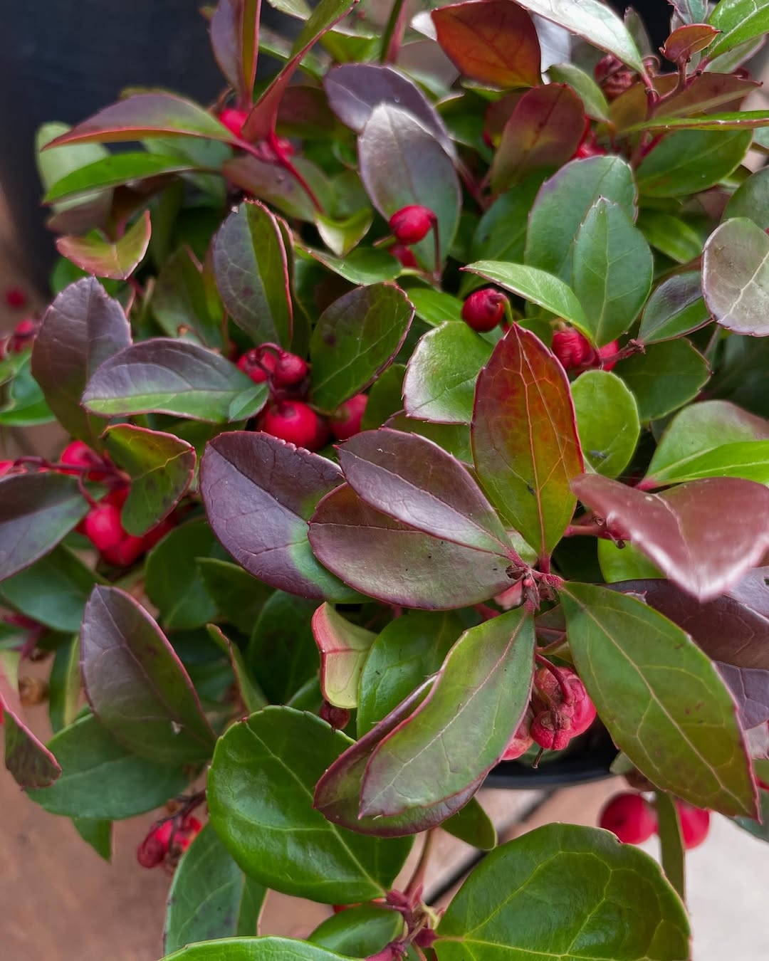 Wintergreen