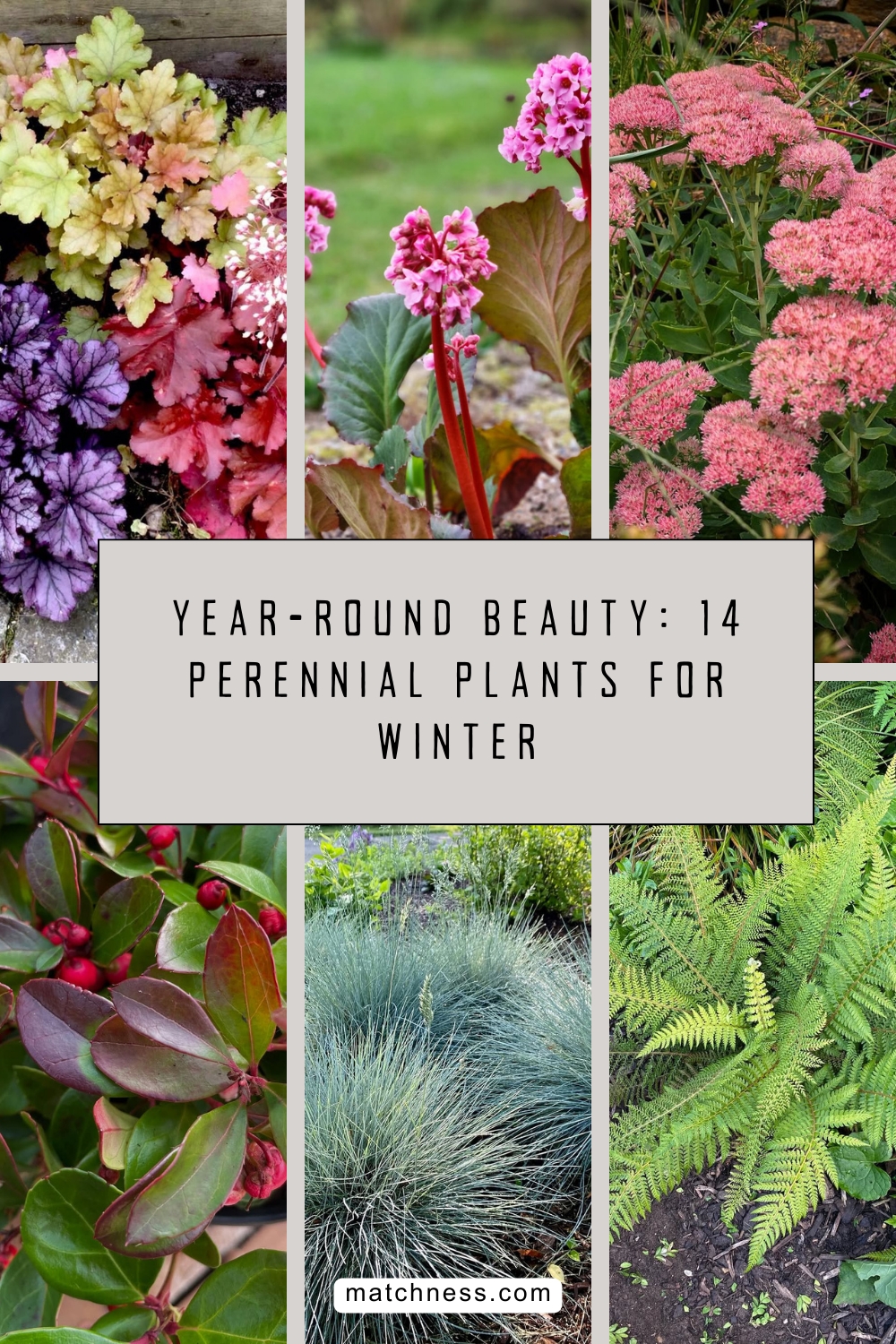 Year-round beauty 14 perennial plants for winter