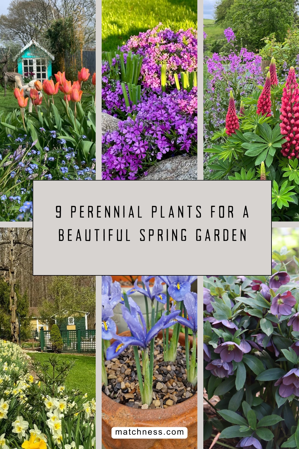 9 perennial plants for a beautiful spring garden