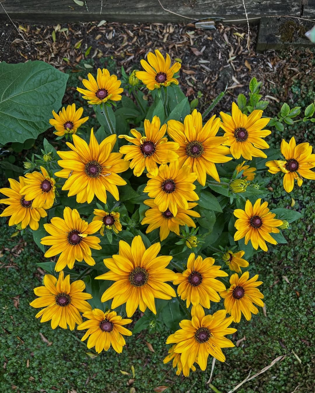 Black-eyed Susan