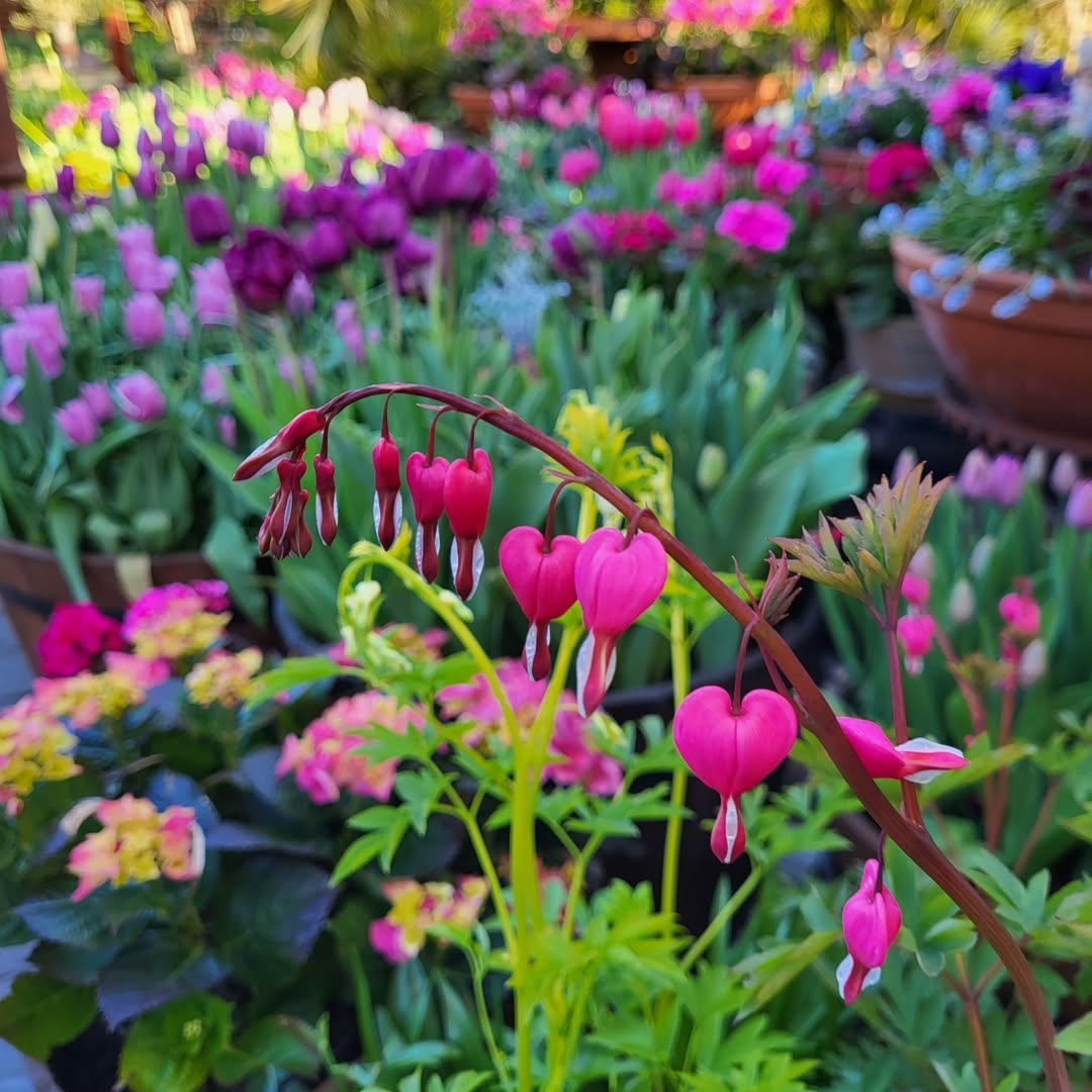 Bleeding hearts