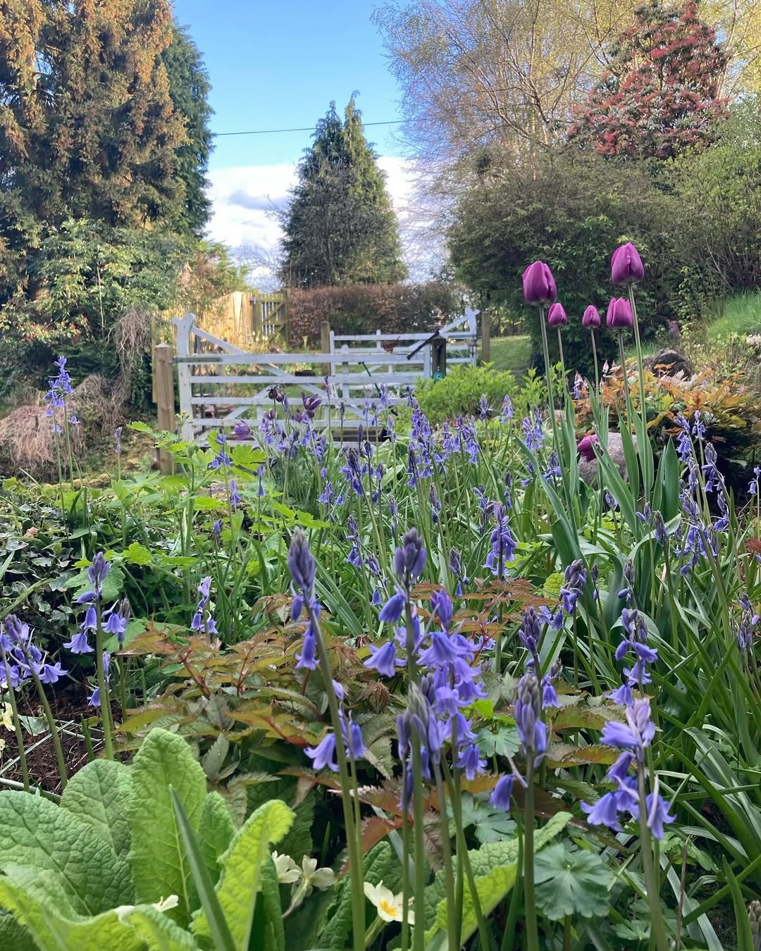 Bluebells