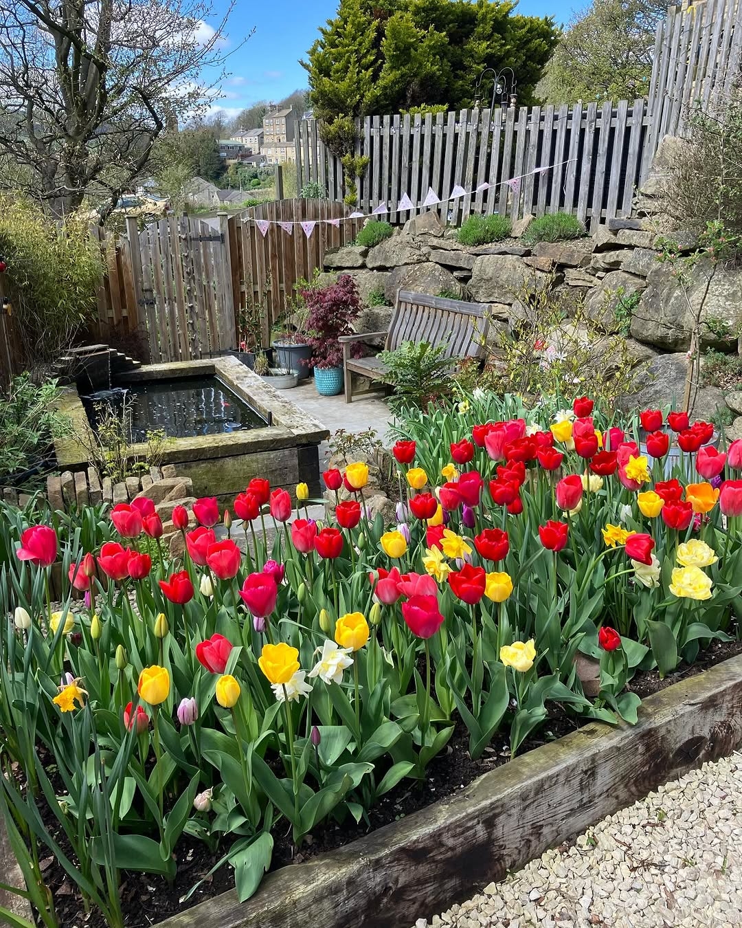 Colorful tulips