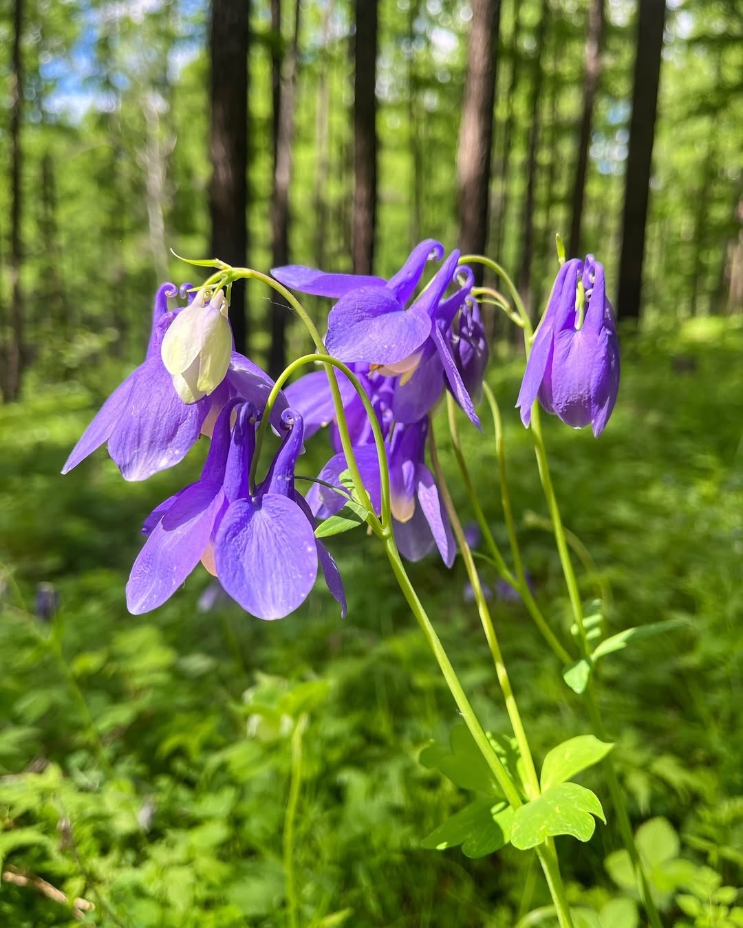 Columbine (aquilegia spp.)